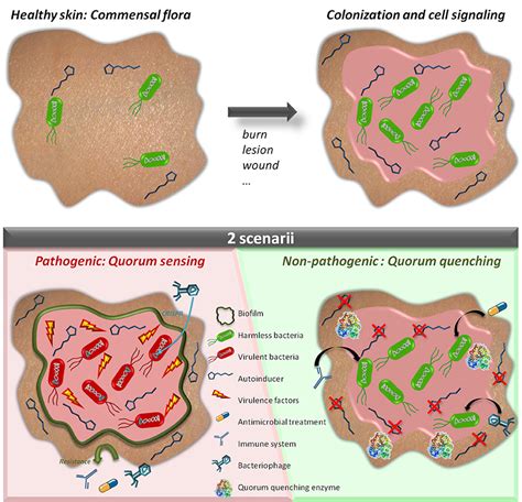 Frontiers | Interference in Bacterial Quorum Sensing: A Biopharmaceutical Perspective