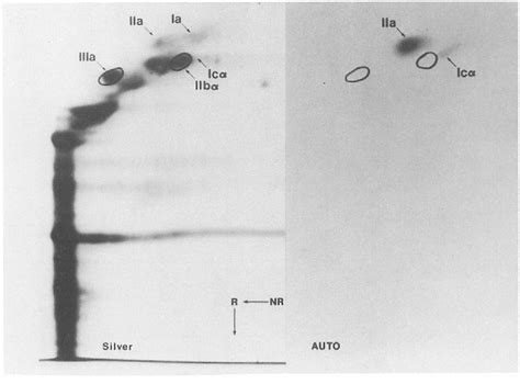 ER membrane protein complex | Semantic Scholar