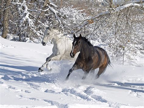 Horse On The Snow Facts And Pictures | All Wildlife Photographs