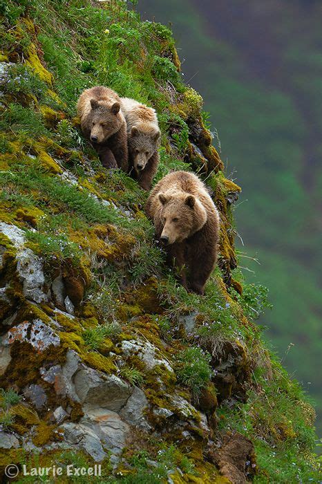 Mountain brown bears 🐻 🐾🐻🐾🐻🐾🐻🐾 | Animals beautiful, Animals wild, Nature animals