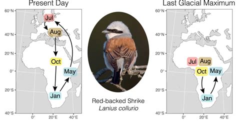 How migratory birds might have tracked past climate change | PNAS