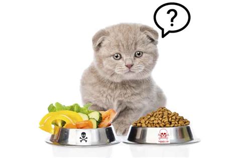 Natural Cat Nutrition Guide | Know the Basic of Cat Nutrition