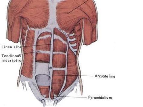 Lect 1, Anterior abdominal wall | PPT