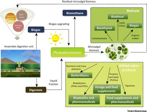 Bio-Based Products from Microalgae Cultivated in Digestates: Trends in Biotechnology