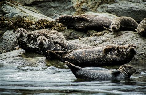 Looking for the Wild Things on a Campbell River Marine Wildlife Tour - Tourism Vancouver Island