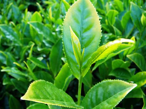 Camellia sinensis - Tea Leaf Plant for sale - Red Panda Nursery