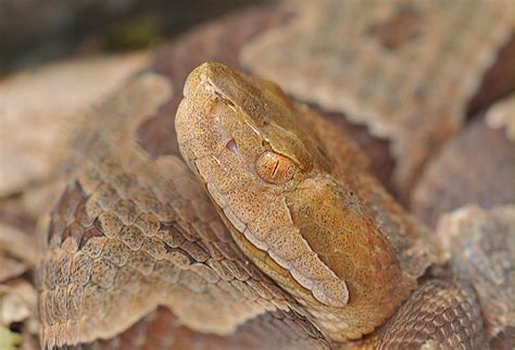 Our Herp Class: Venomous Snakes in Ohio?