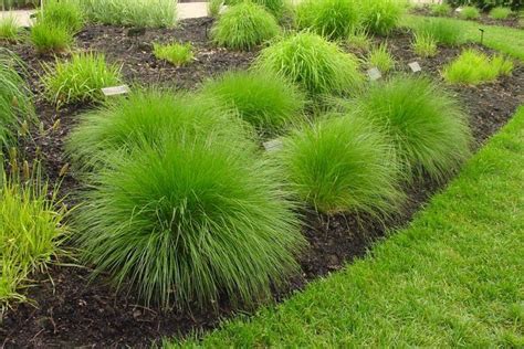 Types of Ornamental Grasses | DIY | Grasses garden, Grasses landscaping, Ornamental grass landscape