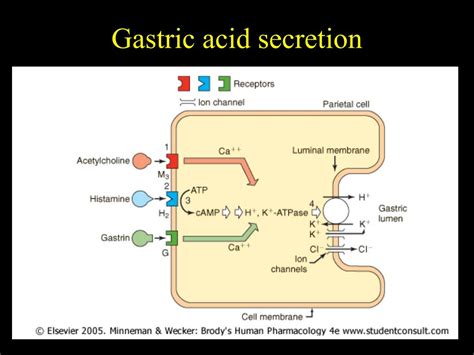 PPT - Gastric Acid Modifiers or Gastric Acid Suppression (GAS) PowerPoint Presentation - ID:1315692