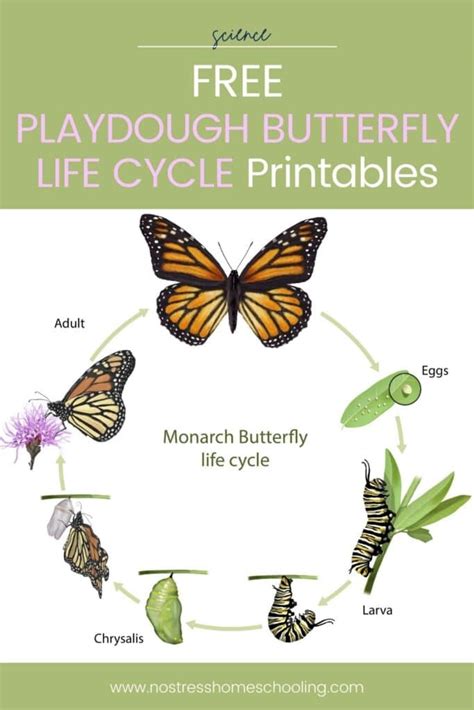 Playdough Butterfly Life Cycle Activities (and Free Pack)