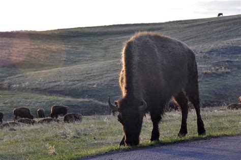 Taken For Granted: American Bison Herd II