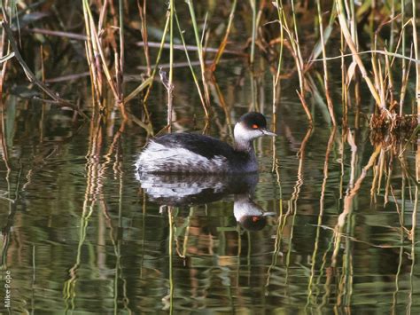 Black-necked Grebe | KuwaitBirds.org