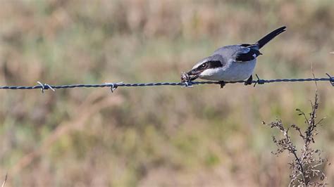 Shrikes: Meet the Bird That Impales Prey on Spikes