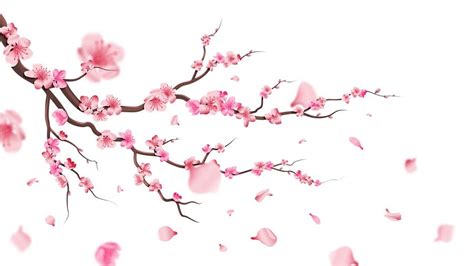 Sakura Blossom Branch Falling Petals, Flowers Isolated Flying Realistic Japanese Pink Cherry Or ...