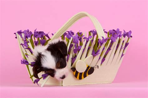 A Cute Puppy Is Sleeping In A Basket With Lilac Flowers Stock Photo - Download Image Now - iStock