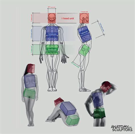 Anatomy for artists | by Anatomy For Sculptors