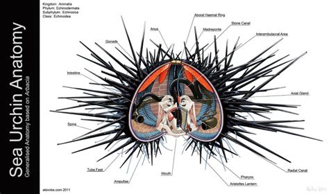 Sea Urchin – "OCEAN TREASURES" Memorial Library