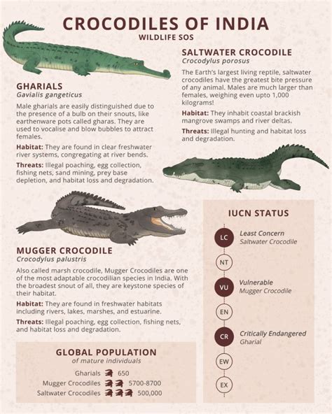 Crocodiles Of The World Poster Field Guide, 52% OFF