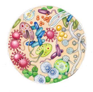 Soil microorganisms - Lizzie Harper