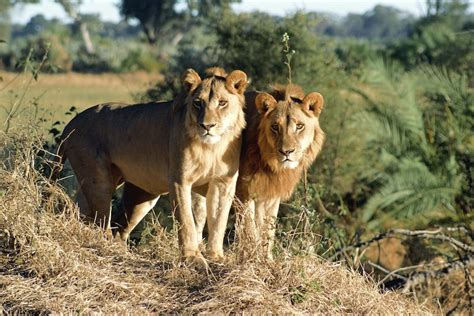 Female Maned Lions: Photo Digital Download Multiple Sizes | Etsy