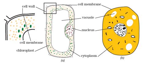 [DIAGRAM] Human Cheek Cell Diagram Labeled - MYDIAGRAM.ONLINE