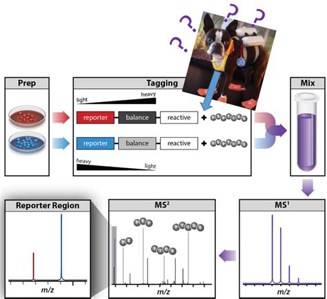 News in Proteomics Research: What ratio of isobaric labeling reagent to ...