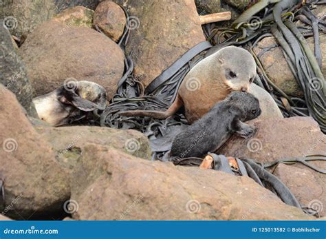 Fur seal with pups stock photo. Image of object, brown - 125013582