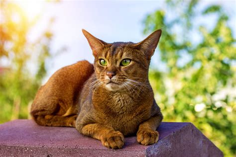 The 12 British Shorthair Cat Colors & Patterns Explained - LOL Cats