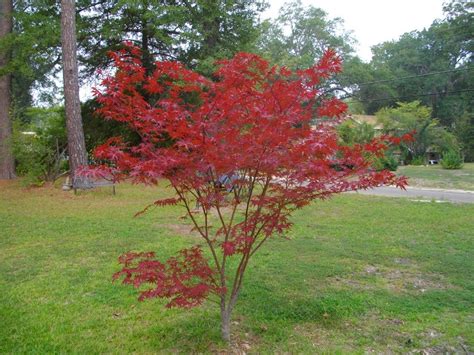 Young Japanese Maple Tree - Viewing Gallery