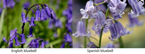 English vs Spanish Bluebells: What is the Difference? - Botany-World