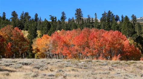 Fall Colors in Mono County - Mono County Tourism and Film Commission