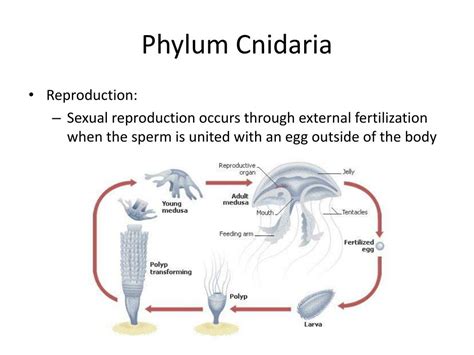 PPT - Phylum Cnidaria PowerPoint Presentation, free download - ID:1982174