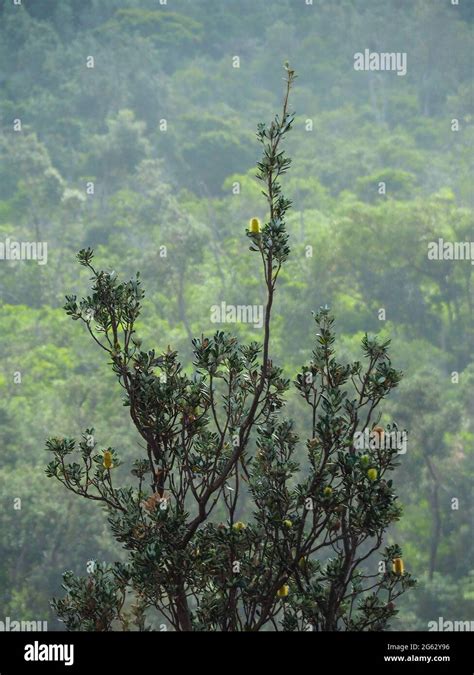 A Coastal Banksia plant tree in flower against a hazy misty Green ...