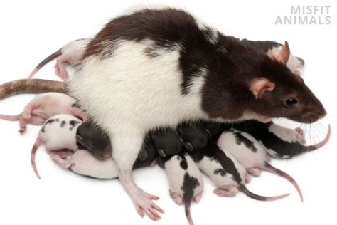 Rat Reproduction And Breeding: Half A Billion Babies