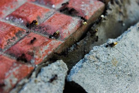 A picture of black ants , stock photo. Image of path - 174304224