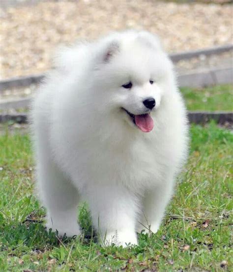 Samoyed puppy - so cute ️ | Samoyedo, Perros bonitos, Perros