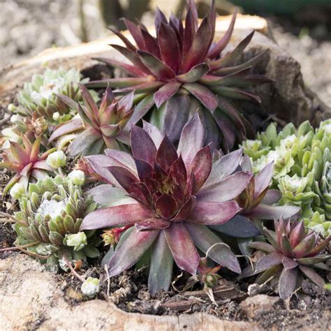 Sempervivum Seed - Hens And Chicks Ground Cover Seeds