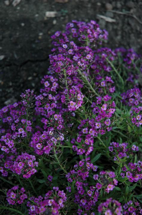 Clear Crystal Purple Shades Sweet Alyssum | Calloway's Nursery