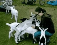 Screaming Goat GIFs | Tenor