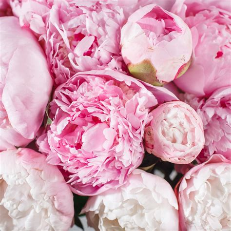 Learn about Peonies here this May! - The Flower Hub