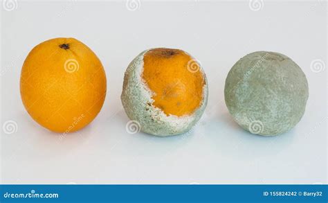 Orange Fruits In Various Stages Of Decomposing, Showing Decomposition Process. Stock Photo ...