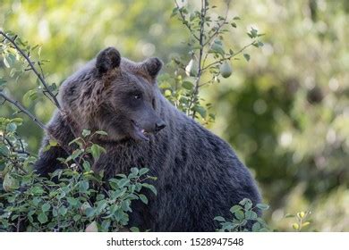 33 Marsican brown bear Images, Stock Photos & Vectors | Shutterstock