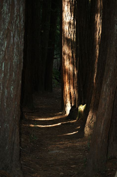 Redwood Forest Photos, Download The BEST Free Redwood Forest Stock ...