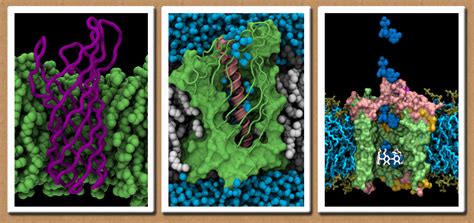 bacterial outer membrane proteins. Snapshots from...