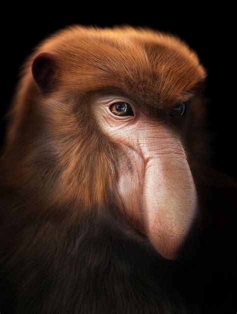 Proboscis monkey by BlueFluffyDinosaur on DeviantArt