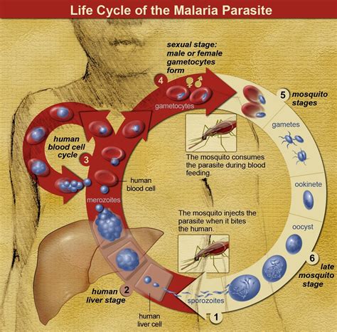 The world is running out of time to eliminate Malaria - Business Insider