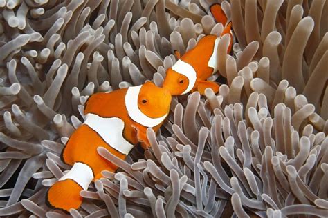 Clownfish Pairing: Everything You Need To Know