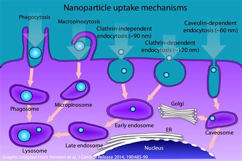 PLGA nanoparticles - Tolerogenics S.a.r.l.