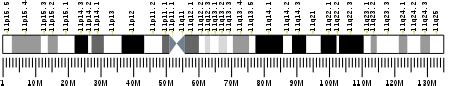 T-cell surface glycoprotein CD3 epsilon chain - Wikipedia