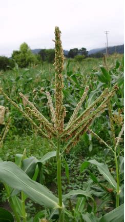 Sweet Corn Pollination Part 2 - Organic Seed Alliance